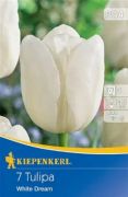 Kiepenkerl Tulipa White Dream Triumph tulipn virghagymk (szllts 2024.09.01-09.15 kztt)