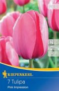 Kiepenkerl Tulipa Pink Impression Mischung Darwin-hibrid tulipn virghagymk (szllts 2024.09.01-09.15 kztt)