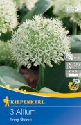 Kiepenkerl Allium karatviense Ivory Queen dszhagyma virghagymk (szllts 2024.09.01-09.15 kztt)