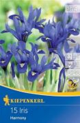 Kiepenkerl Iris reticulata risz virghagymk (szllts 2024.09.01-09.15 kztt)