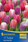 Kiepenkerl Tulipa Big Pride Mix vegyes tulipn virghagymk MEGA PACK (szllts 2024.09.01-09.15 kztt)