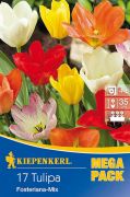 Kiepenkerl Tulipa Kaisertulpen Mix vegyes Fosteriana tulipn virghagymk MEGA PACK (szllts 2024.09.01-09.15 kztt)
