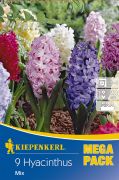 Kiepenkerl Hyacinthus Hyazinthen-Mix vegyes jcint virghagymk MEGA PACK (szllts 2024.09.01-09.15 kztt)