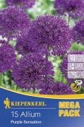 Kiepenkerl Allium Purple Sensation dszhagyma virghagymk MEGA PACK (szllts 2024.09.01-09.15 kztt)