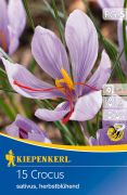 Kiepenkerl Crocus sativus (Safrankrokus) szi krkusz virghagymk (szllts 2024.09.01-09.15 kztt)