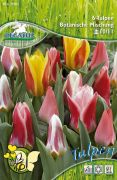 Pegasus Tulipa Botanischer Mix vegyes tulipn virghagymk