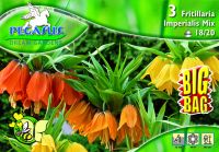 Pegasus Fritillaria Kaiserkronen Mix vegyes csszrkorona virghagymk BIG BAG (szllts 2024.09.01-09.15 kztt)