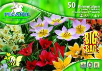 Pegasus Tulipa Bienen-Tulpen Mix vegyes tulipn virghagymk BIG BAG (szllts 2024.09.01-09.15 kztt)
