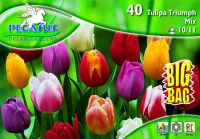 Pegasus Tulipa Triumph Tulpen Mix vegyes tulipn virghagymk BIG BAG (szllts 2024.09.01-09.15 kztt)