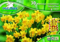 Pegasus Narcissus Tete a Tete nrcisz virghagymk BIG BAG (szllts 2024.09.01-09.15 kztt)