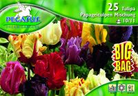 Pegasus Tulipa Papageitulpen Mischung vegyes tulipn virghagymk BIG BAG (szllts 2024.09.01-09.15 kztt)