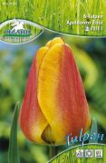 Pegasus Tulipa Apeldoorn Elite tulipn virghagymk (szllts 2024.09.01-09.15 kztt)