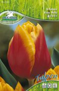 Pegasus Tulipa Kees Nelis tulipn virghagymk (szllts 2024.09.01-09.15 kztt)