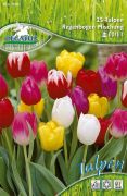 Pegasus Tulipa Regenbogen Mix vegyes tulipn virghagymk (szllts 2024.09.01-09.15 kztt)