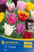 Kiepenkerl Tulipa Gefranste Tulpen vegyes tulipn virghagymk MEGA PACK (szllts 2024.09.01-09.15 kztt)