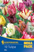 Kiepenkerl Tulipa Papagei Tulpen vegyes tulipn virghagymk MEGA PACK (szllts 2024.09.01-09.15 kztt)