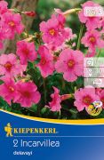 Kiepenkerl Incarvillea delavayii Jnnani tlcsrgykr virghagymk 2'