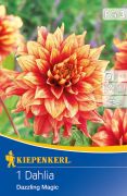 Kiepenkerl Dahlia Dazzling Magic dlia gum 3'