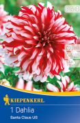 Kiepenkerl Dahlia Santa Claus US dlia gum 4'