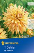 Kiepenkerl Dahlia Hy Pimento dlia gum 4'