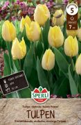 Sperli Einfache Frhe Tulpe Sunny Prince tulipn virghagyma (szllts 2024.09.01-09.15 kztt)