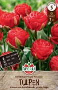 Sperli Gefllte Frhe Tulpe Pamplona tulipn virghagyma (szllts 2024.09.01-09.15 kztt)