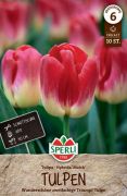 Sperli Triumph-Tulpe Match tulipn virghagyma (szllts 2024.09.01-09.15 kztt)