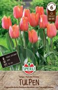 Sperli Triumph-Tulpe Jimmy tulipn virghagyma (szllts 2024.09.01-09.15 kztt)