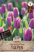 Sperli Triumph-Tulpe Blue Beauty tulipn virghagyma (szllts 2024.09.01-09.15 kztt)