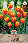 Sperli Triumph-Tulpe Kees Nelis tulipn virghagyma (szllts 2024.09.01-09.15 kztt)