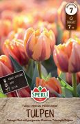 Sperli Triumph-Tulpe Prinses Irene tulipn virghagyma (szllts 2024.09.01-09.15 kztt)