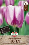 Sperli Premium Triumph-Tulpe Flaming Flag tulipn virghagyma (szllts 2024.09.01-09.15 kztt)