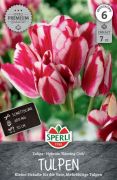 Sperli Premium Einfache Spte Tulpe Flaming Club tulipn virghagyma (szllts 2024.09.01-09.15 kztt)