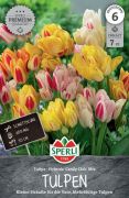 Sperli Premium Einfache Spte Tulpe Candy Club Mix tulipn virghagyma mix (szllts 2024.09.01-09.15 kztt)