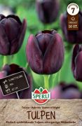 Sperli Einfache Spte Tulpe Knigin der Nacht tulipn virghagyma (szllts 2024.09.01-09.15 kztt)