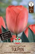 Sperli Darwin-Hybrid Tulpe Van Eijk tulipn virghagyma (szllts 2024.09.01-09.15 kztt)
