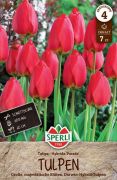 Sperli Darwin-Hybrid-Tulpe Parade tulipn virghagyma (szllts 2024.09.01-09.15 kztt)
