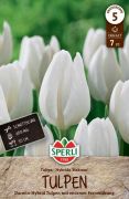 Sperli Premium Darwin-Hybrid-Tulpe Hakuun tulipn virghagyma (szllts 2024.09.01-09.15 kztt)