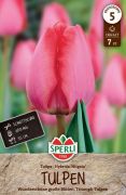 Sperli Premium Darwin-Hybrid-Tulpe Niigata tulipn virghagyma (szllts 2024.09.01-09.15 kztt)
