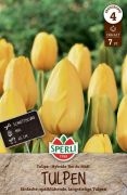 Sperli Premium Einfache Spte Tulpe Roi du Midi tulipn virghagyma (szllts 2024.09.01-09.15 kztt)