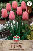 Sperli Einfache Spte Tulpe Menton tulipn virghagyma (szllts 2024.09.01-09.15 kztt)