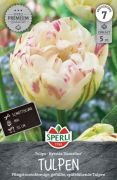 Sperli Premium Gefllte Spte Tulpe Danceline tulipn virghagyma (szllts 2024.09.01-09.15 kztt)