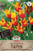 Sperli Lilienbltige Tulpe Firework tulipn virghagyma (szllts 2024.09.016-09.23 kztt)