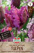 Sperli Premium Papagei-Tulpe Parrot Negrita tulipn virghagyma (szllts 2024.09.01-09.15 kztt)