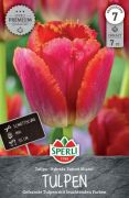 Sperli Premium Gefranste Tulpe Sunset Miami rojtosvirg tulipn virghagyma (szllts 2024.09.01-09.15 kztt)