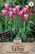 Sperli Lilienbltige Tulpe Claudia tulipn virghagyma (szllts 2024.09.016-09.23 kztt)