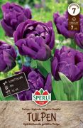 Sperli Gefllte Spte Tulpe Negrita Double tulipn virghagyma (szllts 2024.09.01-09.15 kztt)