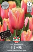 Sperli Premium Gefranste Tulpe Lambada rojtosvirg tulipn virghagyma (szllts 2024.09.01-09.15 kztt)