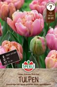 Sperli Gefllte Spte Tulpe Pink Star ksei teltvirg tulipn virghagyma (szllts 2024.09.01-09.15 kztt)