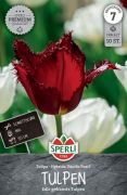 Sperli Premium Gefranste Tulpe Pacific Pearl tulipn virghagyma (szllts 2024.09.01-09.15 kztt)